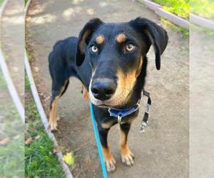 Doberman Pinscher-Unknown Mix Dogs for adoption in Sacramento, CA, USA