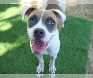 BT Walker Dogs for adoption in Tallahassee, FL, USA