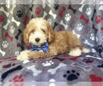 Small #3 Cavapoo