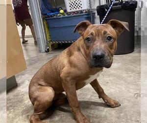 American Pit Bull Terrier Dogs for adoption in Jackson, CA, USA