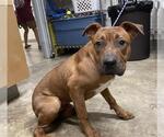 Small American Pit Bull Terrier