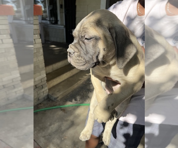 Medium Photo #65 Bullmastiff Puppy For Sale in LOS ANGELES, CA, USA