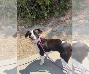 Biscuits - Female Pug Dog for Adoption - Photo #3