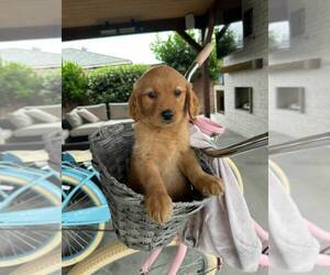 Goldendoodle Puppy for sale in DOWNEY, CA, USA