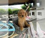 Small Goldendoodle