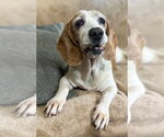 Small #1 Bagle Hound