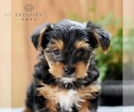 Small Photo #5 Yorkshire Terrier Puppy For Sale in LOGANTON, PA, USA