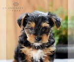 Small #4 Yorkshire Terrier