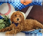 Small Photo #6 Cavapoo Puppy For Sale in STEVENS, PA, USA