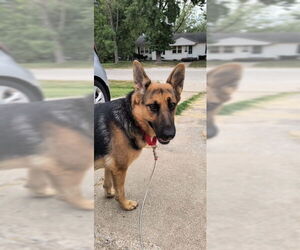 German Shepherd Dog Dogs for adoption in Kansas City, MO, USA