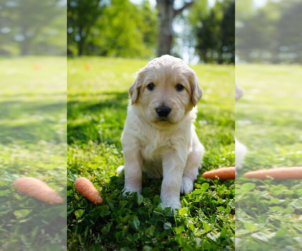 Medium Photo #17 Goldendoodle Puppy For Sale in MATTHEWS, NC, USA