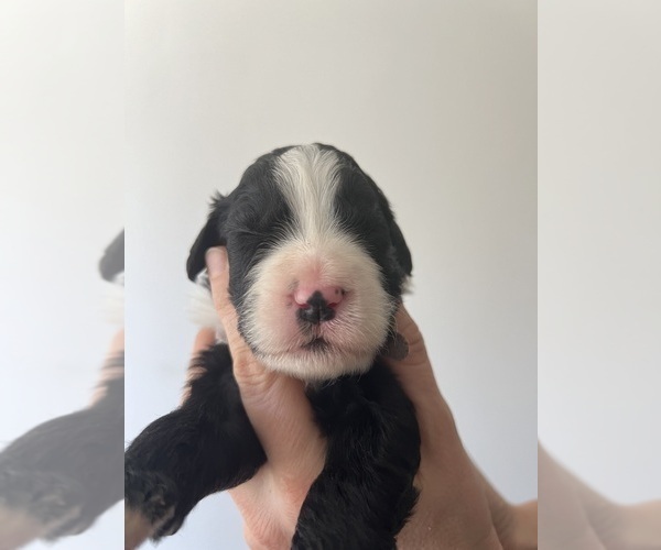 Medium Photo #2 Bernedoodle Puppy For Sale in HARRISONVILLE, MO, USA
