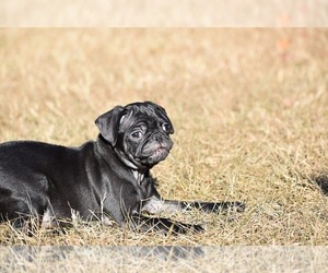 Pug Puppy for sale in PALM COAST, FL, USA