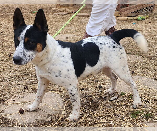 Medium Photo #7 Mutt Puppy For Sale in Wetumpka, AL, USA