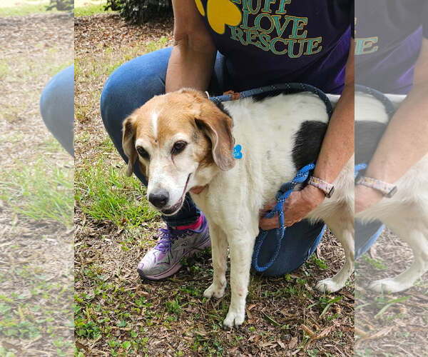 Medium Photo #2 Beagle-Unknown Mix Puppy For Sale in Thomasville, NC, USA