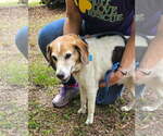 Small #1 Beagle Mix