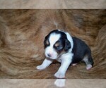 Small #8 Australian Shepherd