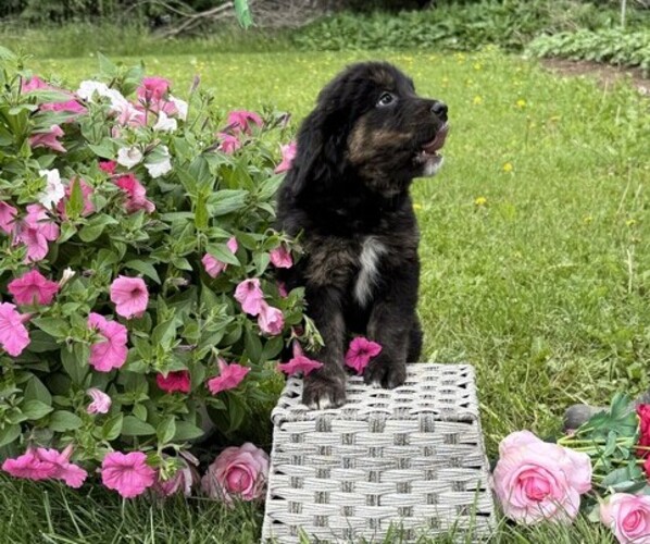 Medium Photo #4 Golden Retriever Puppy For Sale in THORP, WI, USA