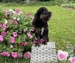 Small #3 Golden Retriever