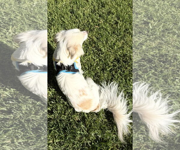 Medium Photo #3 Cardigan Welsh Corgi-Dachshund Mix Puppy For Sale in Lake Elsinore, CA, USA