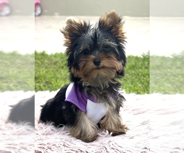 Medium Photo #2 Yorkshire Terrier Puppy For Sale in CORAL SPRINGS, FL, USA