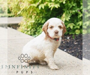 Cocker Spaniel Puppy for sale in NARVON, PA, USA