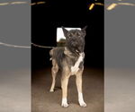 Small #5 Akita