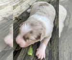 Small Photo #4 Australian Shepherd Puppy For Sale in LYNN, IN, USA