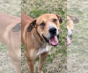 Labrador Retriever-Rhodesian Ridgeback Mix Dogs for adoption in Phoenix, AZ, USA
