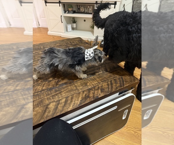 Medium Photo #5 Schnoodle (Miniature) Puppy For Sale in DINWIDDIE, VA, USA
