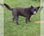 Small #3 Collie Mix