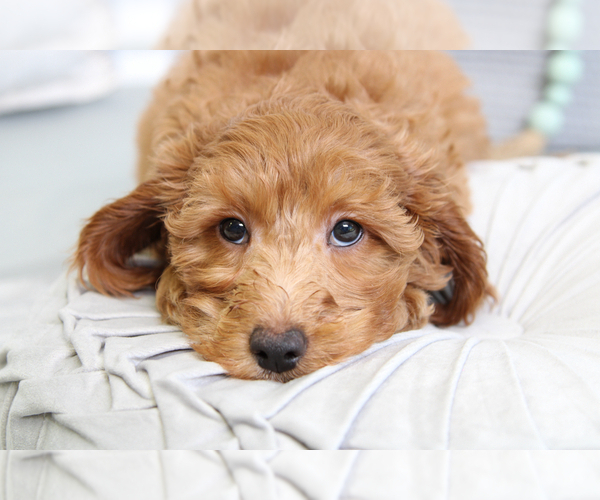 Medium Photo #4 Goldendoodle (Miniature) Puppy For Sale in MARIETTA, GA, USA
