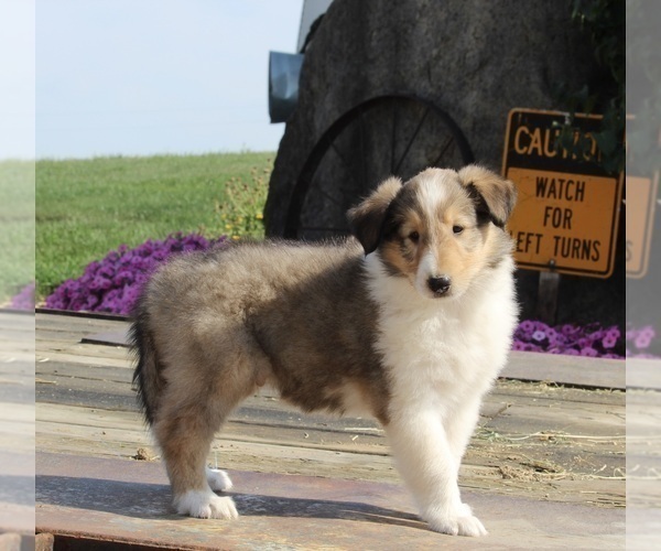 Medium Photo #2 Collie Puppy For Sale in FREDERICKSBURG, OH, USA