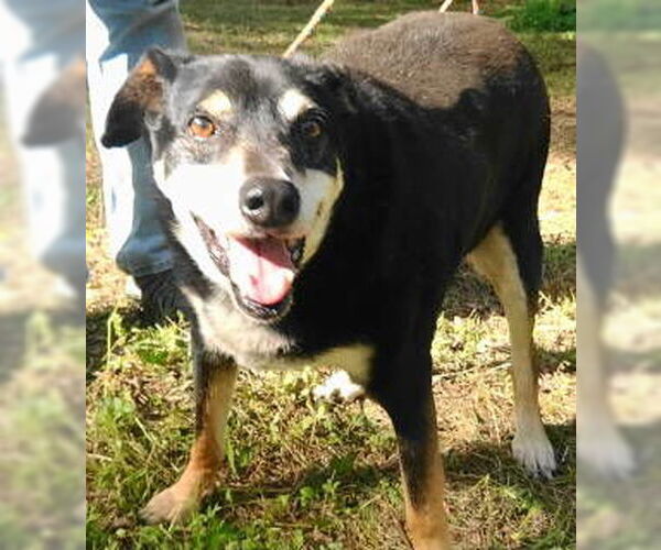 Medium Photo #2 German Shepherd Dog-Unknown Mix Puppy For Sale in Frankston, TX, USA