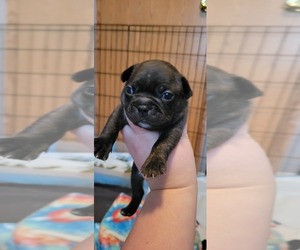 Faux Frenchbo Bulldog Puppy for sale in BETHLEHEM, GA, USA