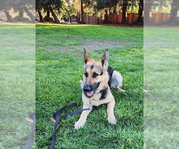 Medium Photo #7 German Shepherd Dog Puppy For Sale in Cupertino, CA, USA