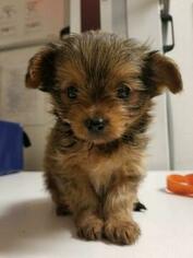 Chorkie Puppy for sale in OVIEDO, FL, USA
