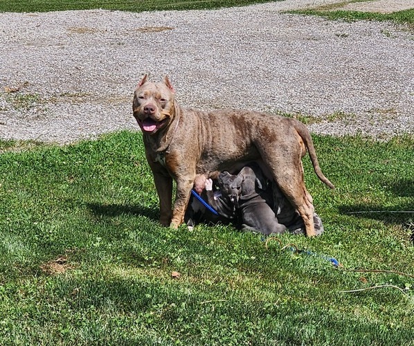 Medium Photo #1 American Bully Puppy For Sale in NOBLESVILLE, IN, USA
