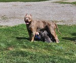 Small Photo #1 American Bully Puppy For Sale in NOBLESVILLE, IN, USA