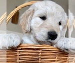 Small #2 Goldendoodle