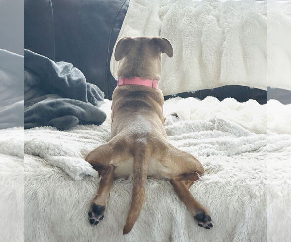 Medium Photo #10 Mutt Puppy For Sale in Fargo, ND, USA