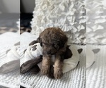 Small #17 Bernedoodle