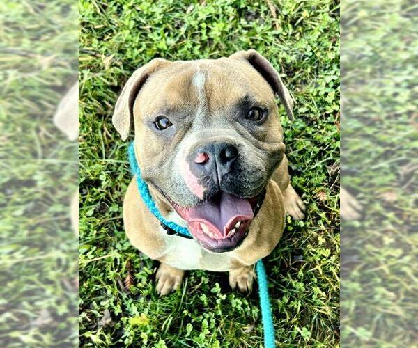 Medium Photo #1 American Bulldog-Unknown Mix Puppy For Sale in Sacramento, CA, USA