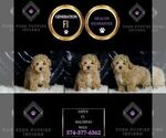 Small Photo #28 Maltipoo Puppy For Sale in WARSAW, IN, USA