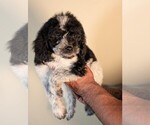 Small #1 Bernedoodle-Cavapoo (Miniature) Mix