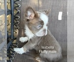 Joey Fluffy - Male French Bulldog Puppy for Sale - Photo #4