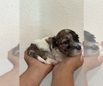 Small #1 Bernedoodle (Miniature)