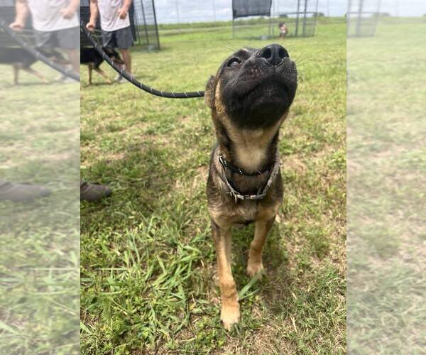 Medium Photo #4 Mutt Puppy For Sale in Abbeville, LA, USA