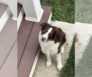 Miniature Australian Shepherd Puppy for sale in ATTLEBORO, MA, USA