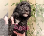 Small Photo #25 Goldendoodle-Poodle (Standard) Mix Puppy For Sale in GRESHAM, OR, USA